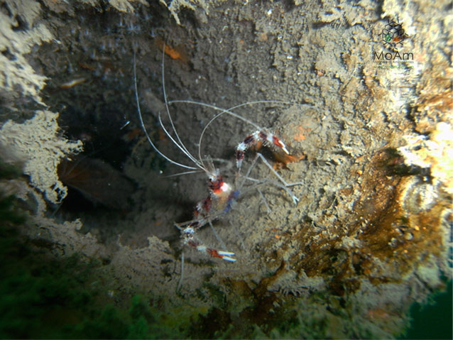 Stenopus hispidus – Camarón bandeado de coral