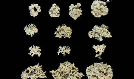 Briozoos Algas Coralináceas