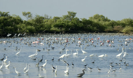 Birds Coastal Lagoons Guajira