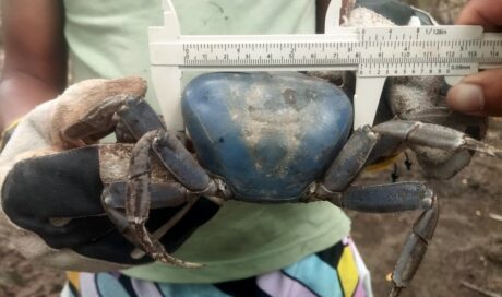 Blue Crab Assessment