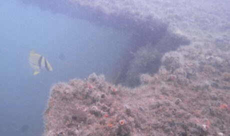 EIA Artificial Reef
