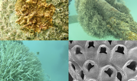 Bryozoa Ecosistemas Caribe